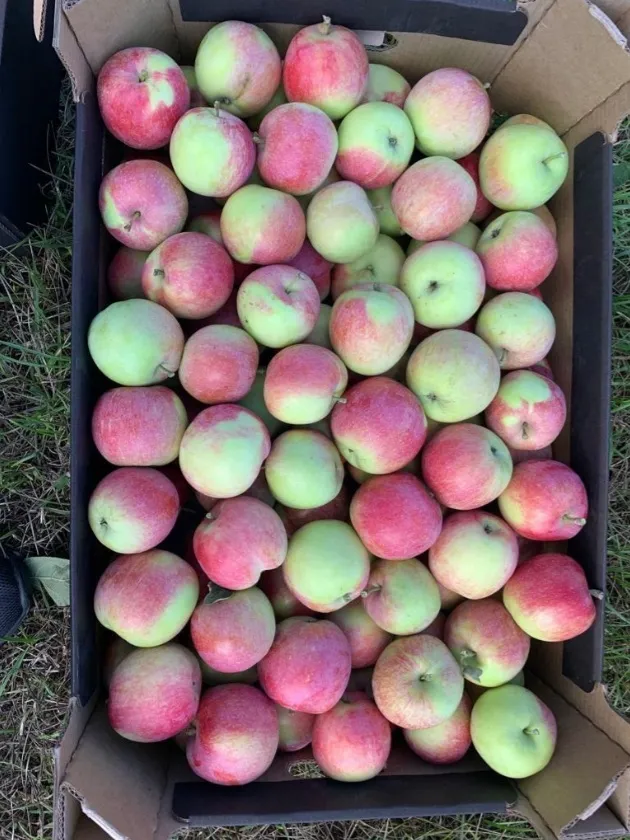 яблоки сезоные в Калуге 5