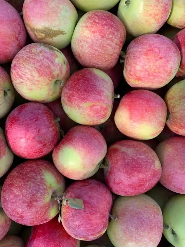 яблоки сезоные в Калуге