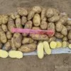 картофель от производителя, Калуга в Козельске