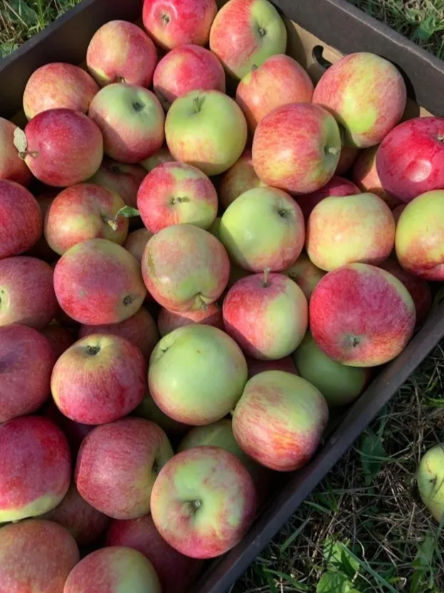 яблоки сезоные в Калуге 2